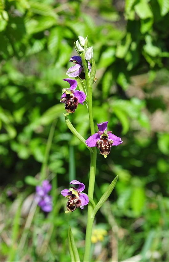 Ophrys molisane